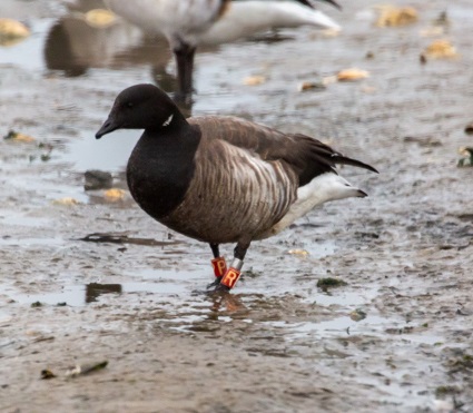 locally banded brant