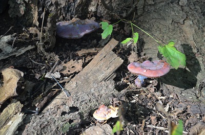 Reishi Mushroom/Lingzhi Mushroom or Ganoderma lucidum