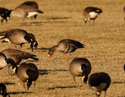 Greater White fronted Goose