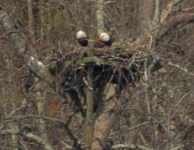 bald eagles nesting 