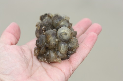 Sea Grape Tunicates