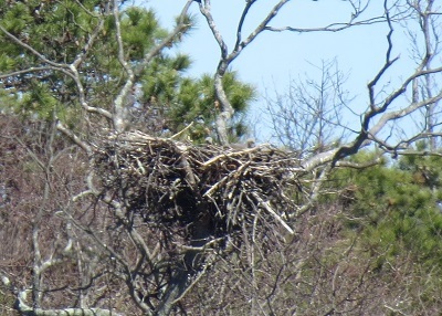 Bald Eagles’ nest