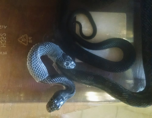 Black Rat Snake 
