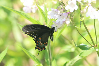 black swallowtail 
