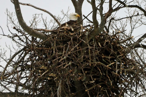 Eagles' nest March 2015