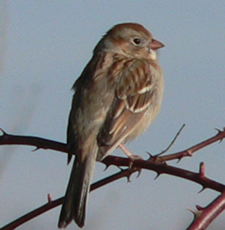 Field Sparrow 