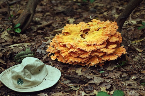 Fungus in Huber Woods Park 