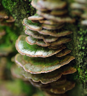 Fungus in Huber Woods Park 