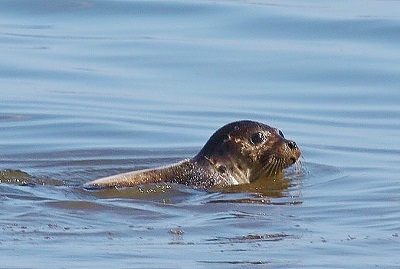 Harbor Seal 