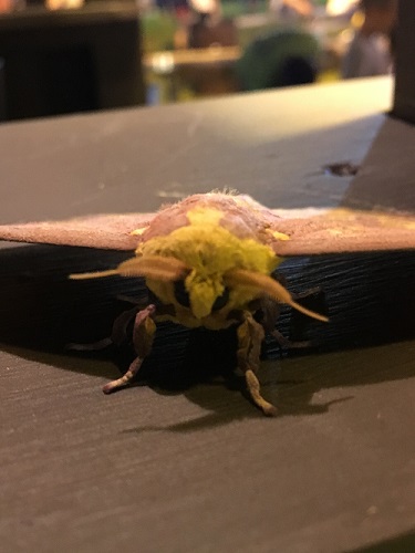  Imperial Moth