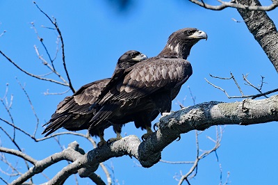 juvenile eagles