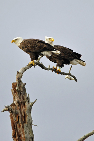 Eagles at the Manasquan Reservoir 