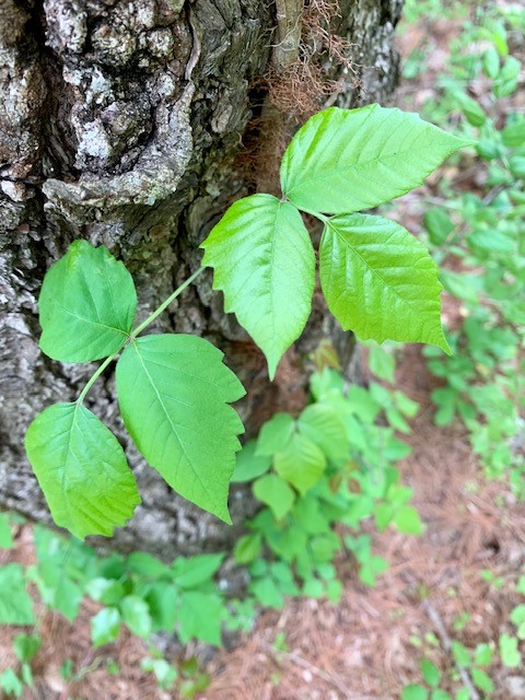 poison ivy 