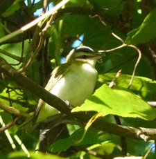 Red Eyed Vireo 