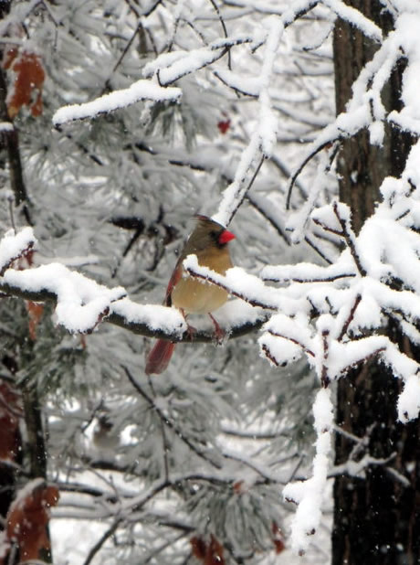 Female Northern Cardinal 
